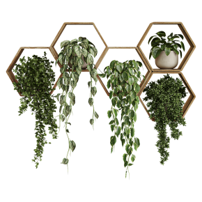 Plants for Shelves No. 4