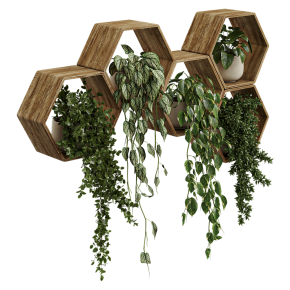 Plants for Shelves No. 4
