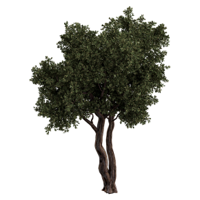 Olive tree with two trunks.