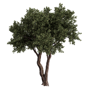 Olive tree with two trunks.