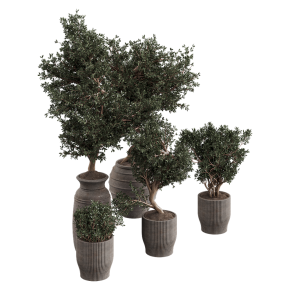 Houseplants No. 41
