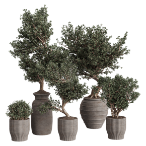 Houseplants No. 41