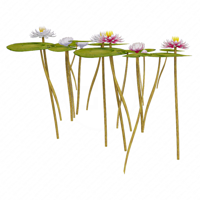 Водяная лилия 2