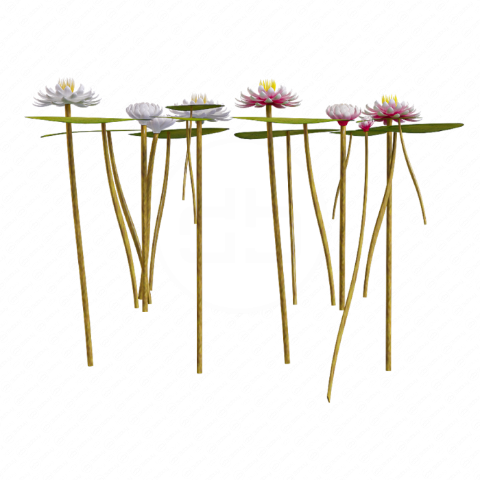 Водяная лилия 2