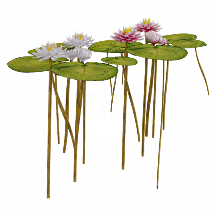 Водяная лилия 2
