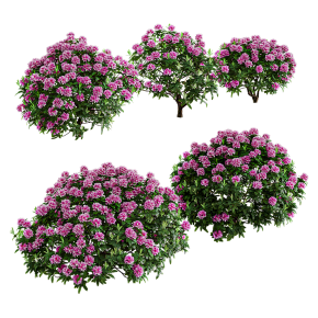 Рододендрон