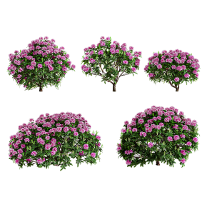 Рододендрон