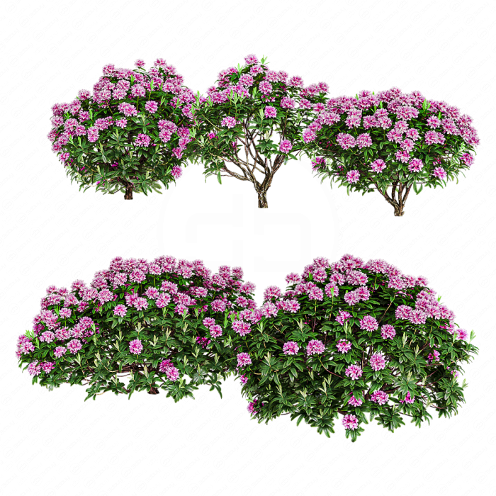 Рододендрон Рододендрон