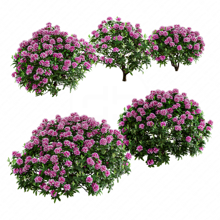 Рододендрон Рододендрон