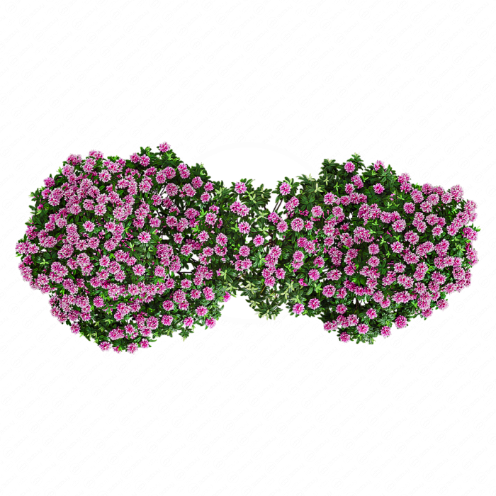 Рододендрон Рододендрон