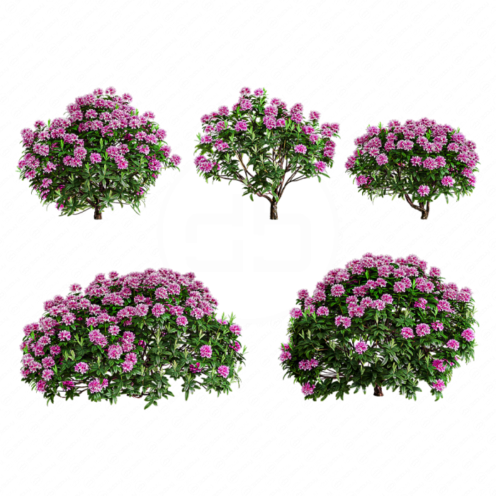 Рододендрон Рододендрон