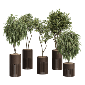 An olive tree, eucalyptus, and ficus in pots.