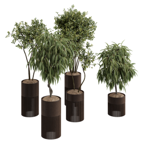 An olive tree, eucalyptus, and ficus in pots.