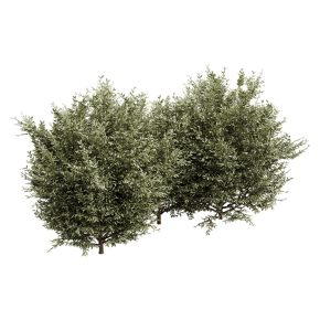 Растение Buxsus Leaf Bush