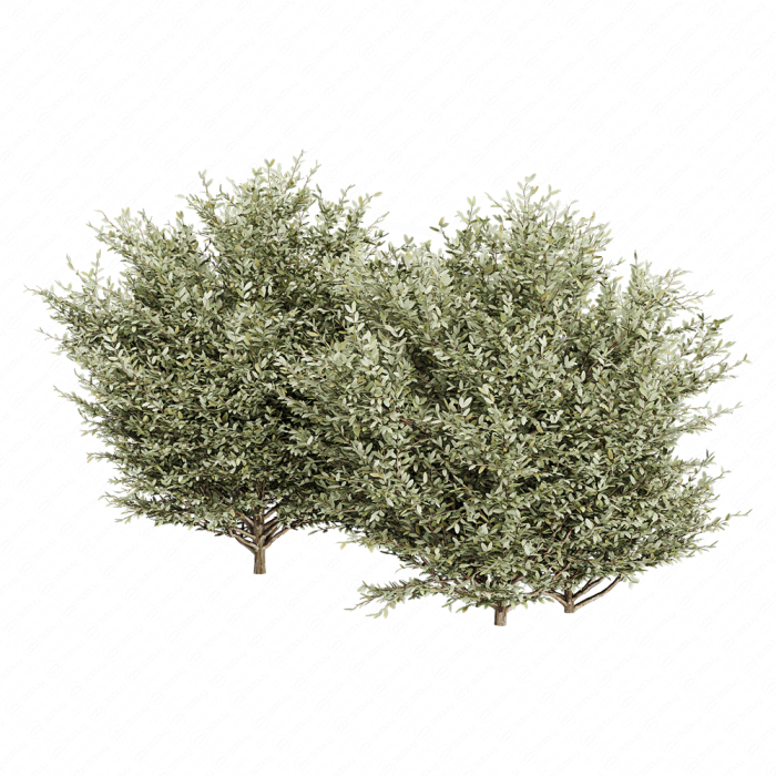 Растение Buxsus Leaf Bush