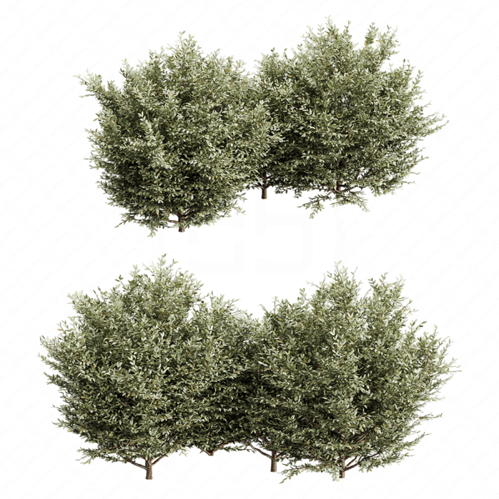 Растение Buxsus Leaf Bush
