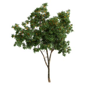 Golden Rain Tree