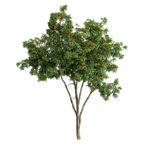 Golden Rain Tree