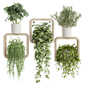Houseplants in square pots