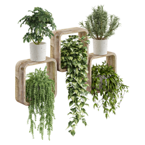 Houseplants in square pots