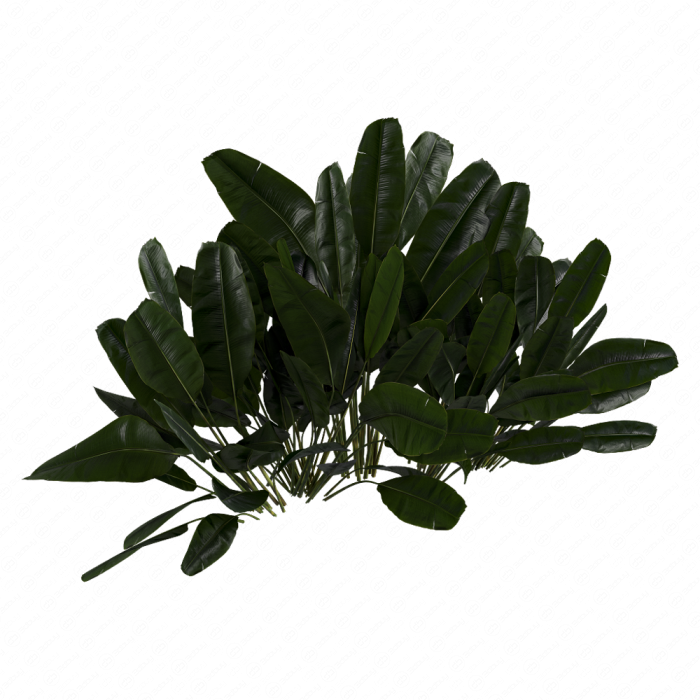 Куст Banana Outdoor Leaf Tropical