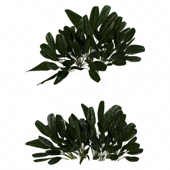 Куст Banana Outdoor Leaf Tropical