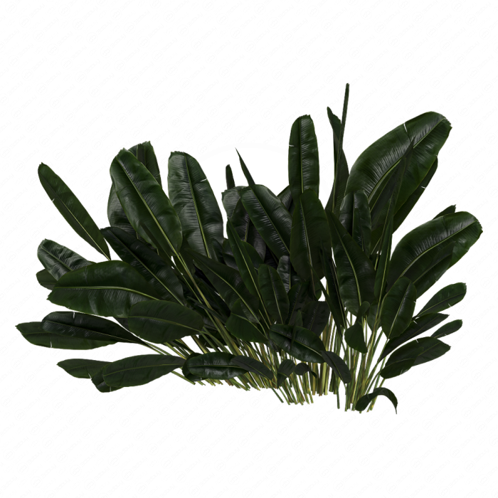 Куст Banana Outdoor Leaf Tropical