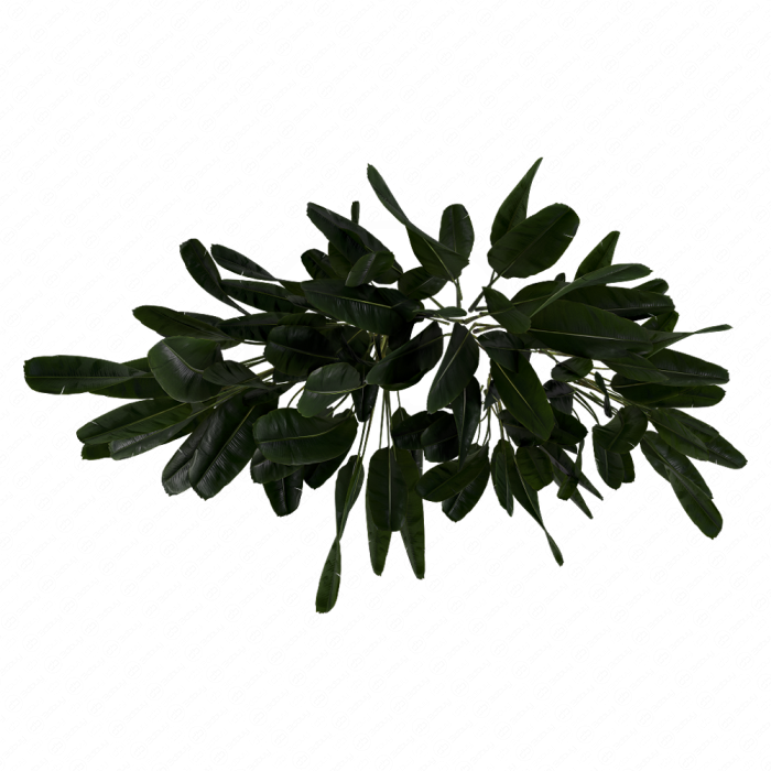Куст Banana Outdoor Leaf Tropical