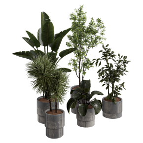 Houseplants No. 31
