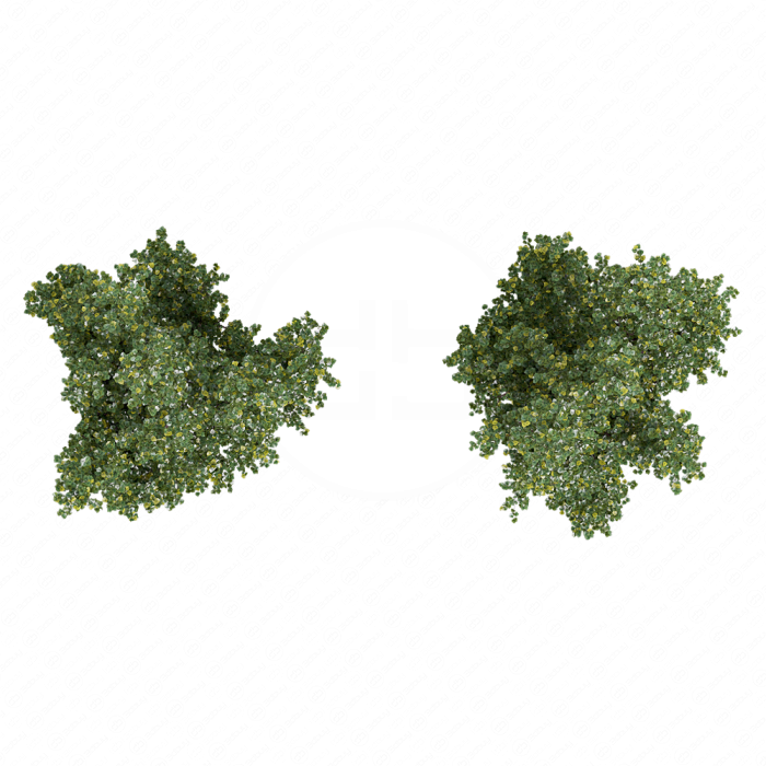 Тополь пирамидальный