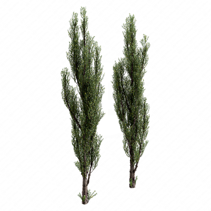 Тополь пирамидальный