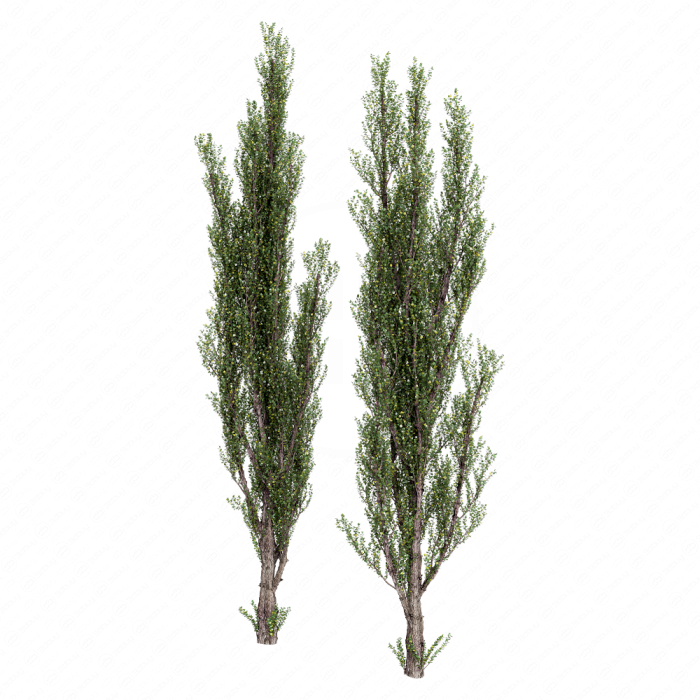 Тополь пирамидальный