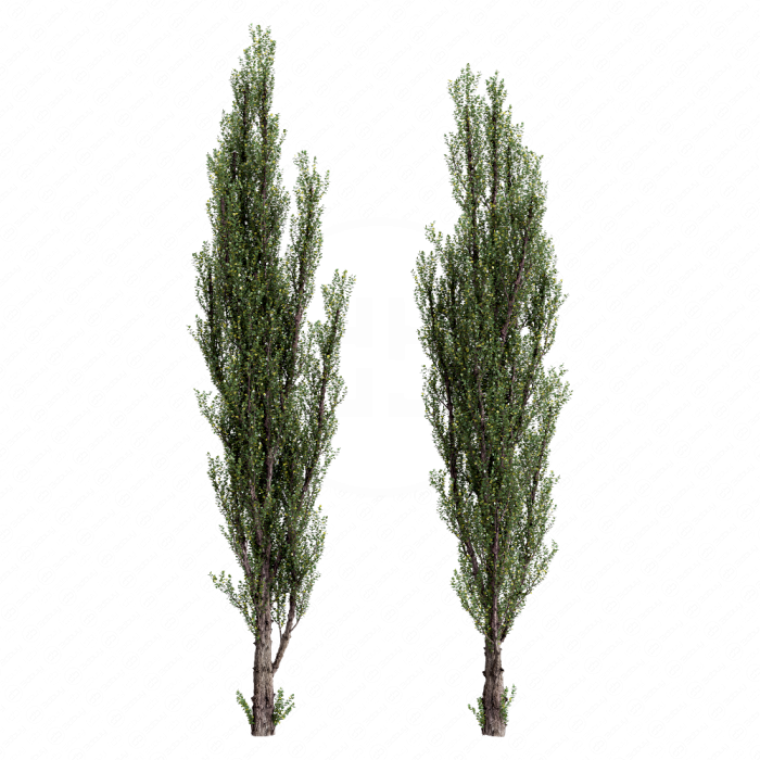 Тополь пирамидальный