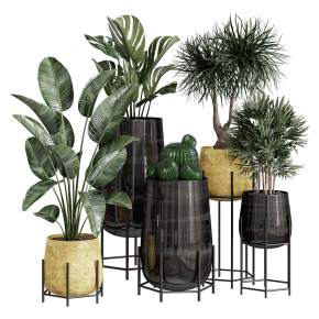 Plants in golden pots with monstera, banana plant, and dracaena.