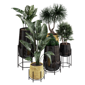 Plants in golden pots with monstera, banana plant, and dracaena.